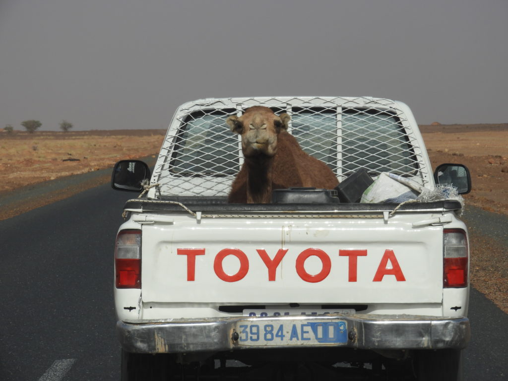 RAID NÉGA (MAURITANIE)